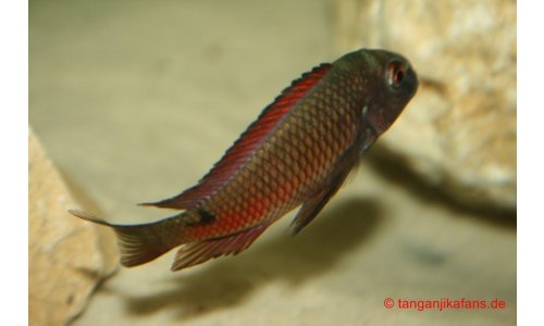 Tropheus Moorii Moliro